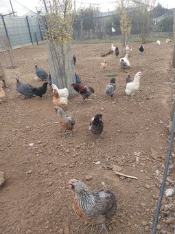 Araucana- kuriatka - 6