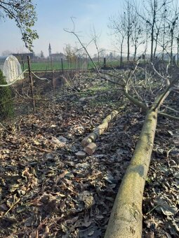 Rýchlorastúci strom-Paulownia clon in vitro 112 - 6