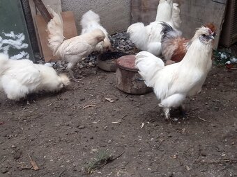 kohut Hodvábničky - 6