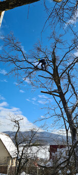 Vyrub rizikových stromov - orez - 6