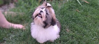 Shih tzu s Pp / shi-tzu / shitzu - 6