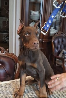DOBERMAN ŠTENIATKA S FCI P.P - 6