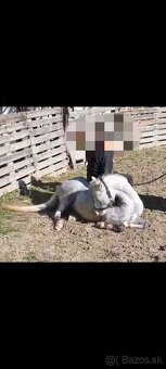 Welsh Mountain Pony - 6