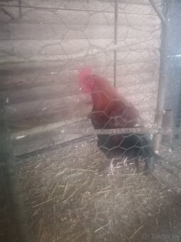 Maranska medenokrka - 6