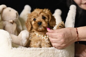 Cavapoo F1 psík hľadá milujúci domov - 6