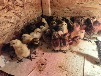 Predám kuriatka ayam cenami - 6