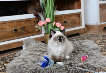 RAGDOLL mačička s rodokmeňom / PP/, odber júl - 6