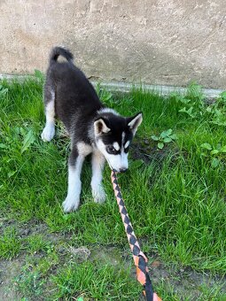 Sibirsky husky - 6