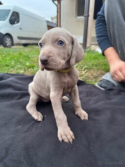 Weimarský stavač šteniatka - 6