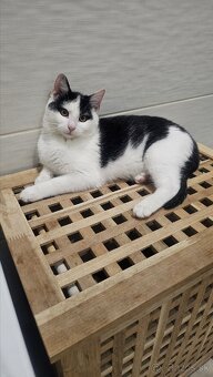 Darujem 4,5mesačného kocúrika,zaočkovaný,zdravý - 6