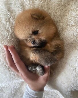 Pomeranian Boo - 6