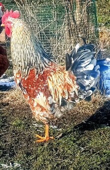 Kohút švédska  kverina - 6