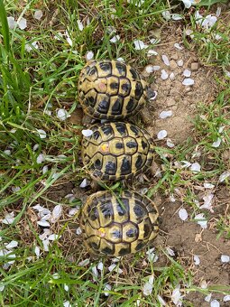 Korytnačka Testudo marginata a Testudo hermanni - 6
