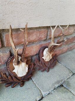 Trofeje srncov na podlozkach - 6