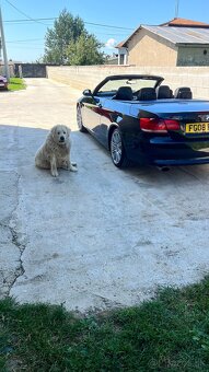 BMW 320i cabrio GB Dovoz - 6