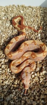 Boa Constrictor INCA IMG - 6