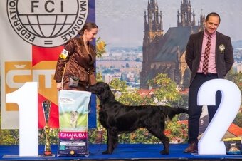 Flat coated retriever šteniatka s PP - 6