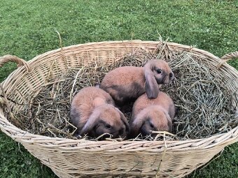 Mini Lop – zdrobnené baranovité králiky (Madagaskar) 🐰 - 6
