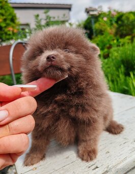 Pomeranian s PP fenočka - 6