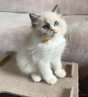 Ragdoll bez pp - 6