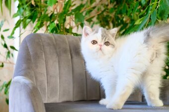 Exotické mačiatka s PP - 6