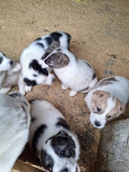 Stredoázijsky ovčiak - 6