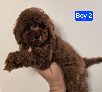 pudel 100% toy girl boy - 6