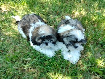 shi tzu, si-tzu, shitzu, si-cu - 6