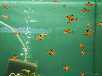 Akvarijne rybycky výhodné,s chovnicky🐟🦐 - 6