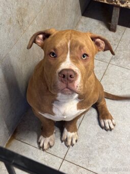 American Bully - 6