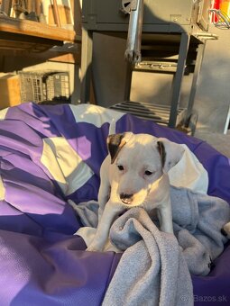Jack Russell Terier Tricolor - 6