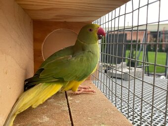 Alexander hch / opalin - 6