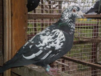 Poštové holuby Vangramberen - 6