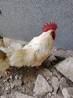 Kohúty na predaj - 6