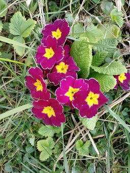 Tulipany, narcisi, kosatec ine kvety za cokoladu - 6
