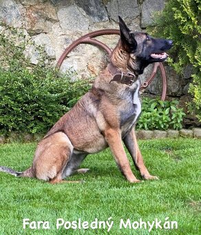 Belgický ovčiak - 6