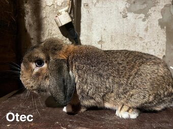 Predám zakrslých barančekov - 6