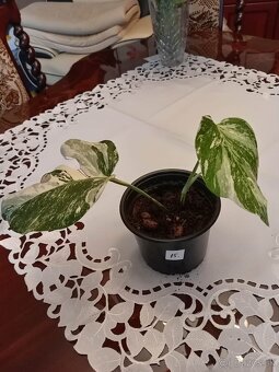 Monstera albo variegata - 6