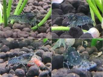 Cambarellus Diminutus - Mini ráčiky - 6