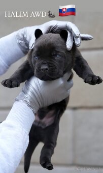 Bandog , Mastiff , Mollos - 6