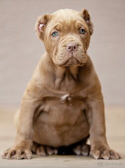 Bandog , Mastiff , Mollos - 6