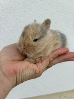 🐰 Ponúkame na rezerváciu zakrslích zajačikov - 6