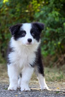 Austrálsky ovčiak × Border collie, borderka, border kólia - 6