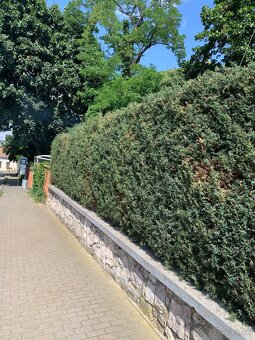 Kosenie, údržba záhrady BRATISLAVA - 6