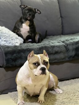 American Bully Pocket - 6