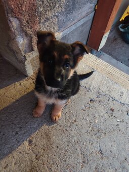 Nemecký ovčiak - 6