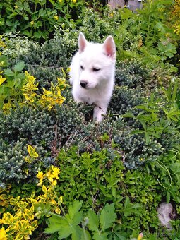 Sibirsky husky - 6
