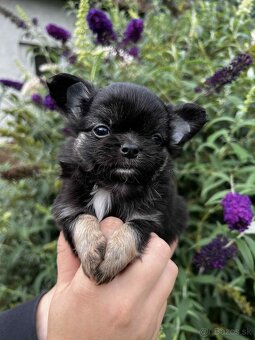 Šteniatko čivava s PP - 6