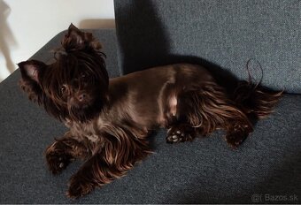 York,Yorkshirsky terier s PP ,jorkšír,jork - 6