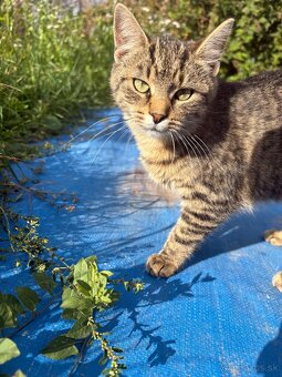 Darujem dve mačičky - 6